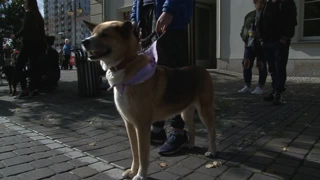 Psy ze schroniska dumnie przemaszerowały ulicą 3-Maja
